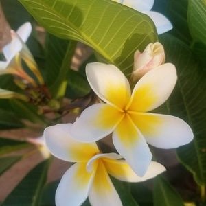 Meet your Posher, Jaye